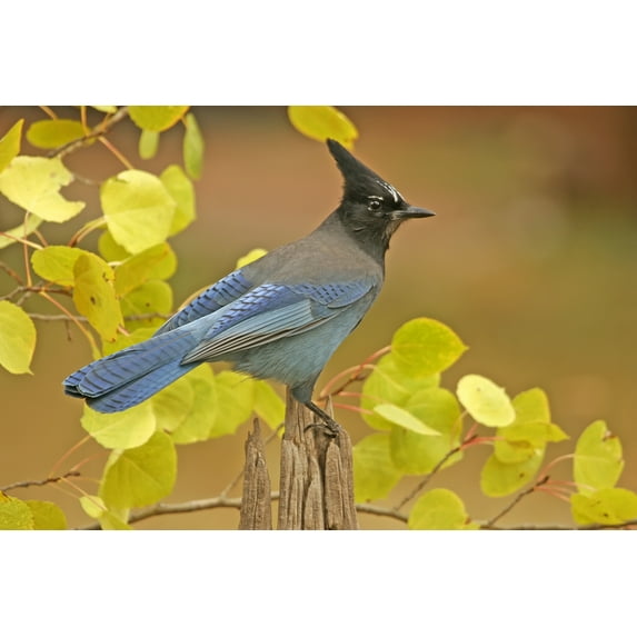 Stellar Blue Jay (36x54 Giclee Gallery Art Print, Vivid Textured Wall Decor)