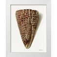 thumbnail image 1 of Stellar Design Studio 12x14 White Modern Wood Framed Museum Art Print Titled - Neutral Shell Collection 6, 1 of 4