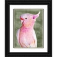 thumbnail image 1 of Stellar Design Studio  15x18 Black Ornate Wood Framed with Double Matting Museum Art Print Titled - Palm Springs Parrot II, 1 of 4