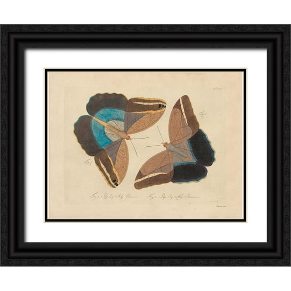 Stellar Design Studio 18x15 Black Ornate Wood Framed with Double Matting Museum Art Print Titled - Vintage Butterflies 2