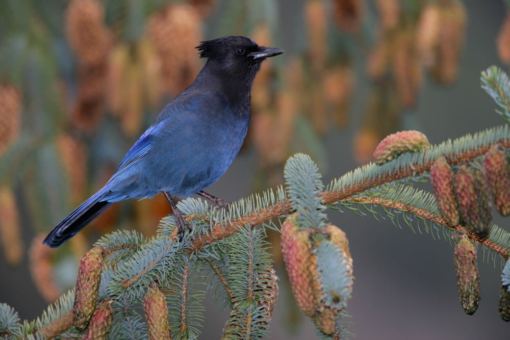 Stellar Jay Haines Alaska Canvas Art - Robert Postma Design Pics (18 x 12)