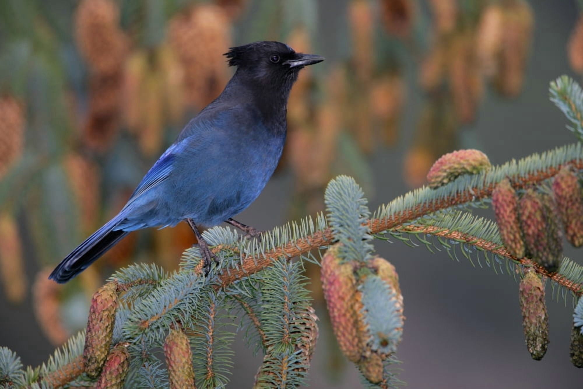 Stellar Jay Haines Alaska Canvas Art - Robert Postma Design Pics (36 x 24)