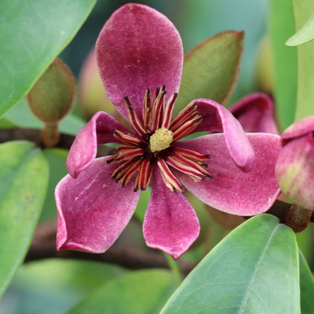 Stellar Ruby Magnolia (2 Gallon) - Pink to Rose-Purple Flowering Shrub - Full Sun Live Evergreen Outdoor Plant Southern Living Plant Collection