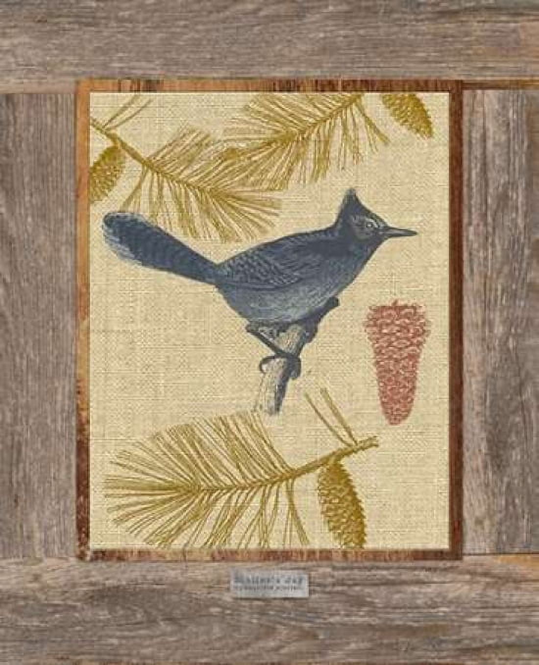 Steller Jay Canvas Art - Sam Appleman (20 x 24)