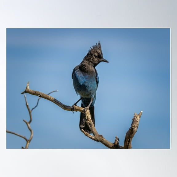 Steller'S Jay Poster Wall Art, Modern Wall Decor For Living Room Bedroom, 8x12 UNFRAMED