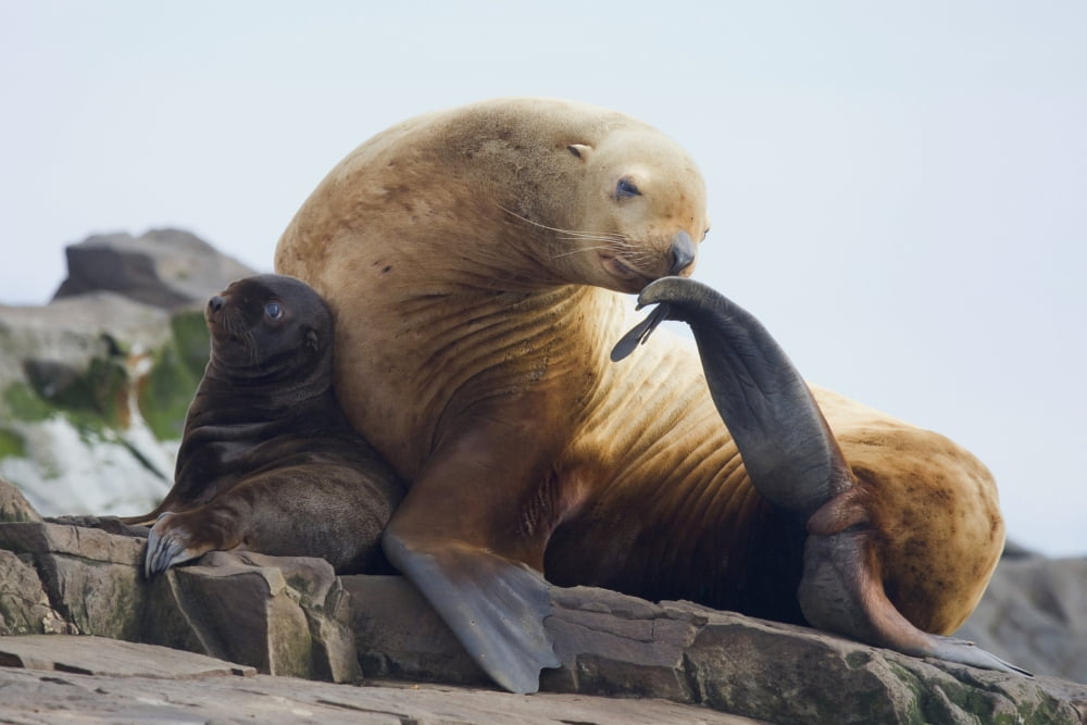 Steller Sea Lion Female And Young Pup Hauled Out On Rock With Female Scratching With Fin Prince William Sound Southcentral Alaska Summer Canvas Art - Milo Burcham Design Pics (38 x 24)