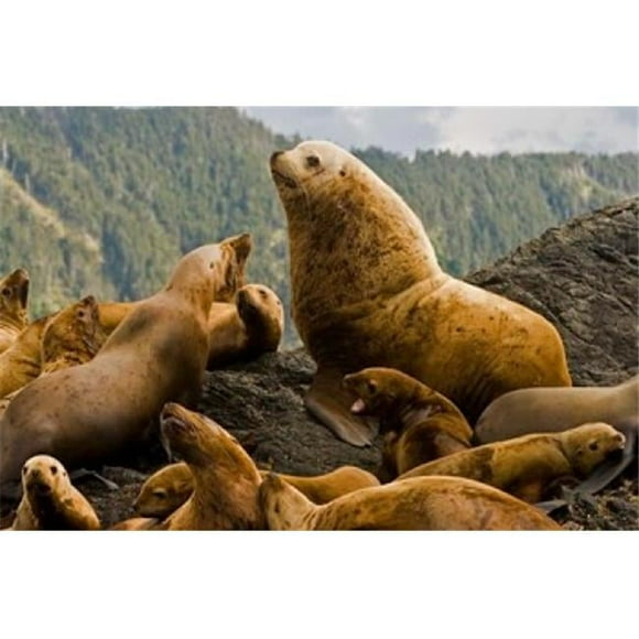 Steller Sea Lion Queen Charlottes British Columbia Poster Print by Paul Colangelo - 26 x 17 in.