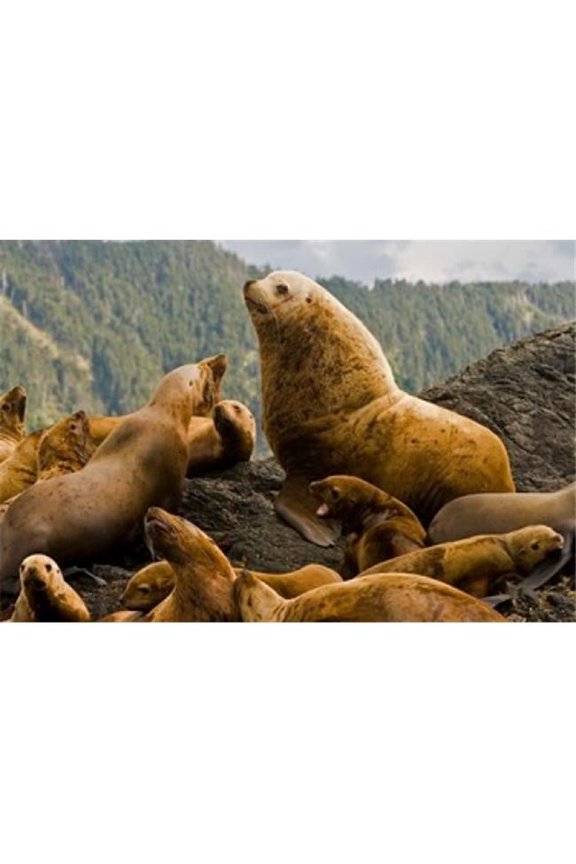 Steller Sea Lion Queen Charlottes British Columbia Poster Print by Paul Colangelo - 26 x 17 in.