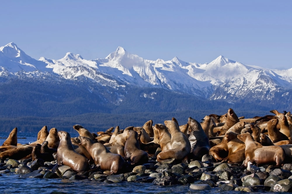 Steller Sea Lions Haul Out On A Small Island In Lynn Canal Fall In Southeast Alaska Canvas Art - John Hyde Design Pics (17 x 11)