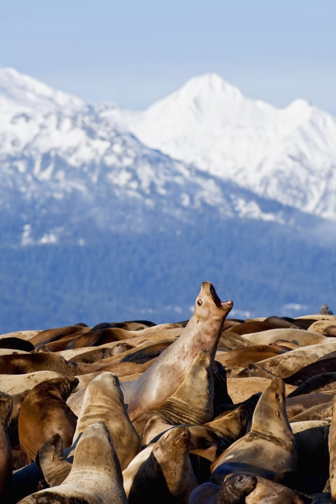 Steller Sea Lions Haul Out On A Small Island In Lynn Canal Fall In Southeast Alaska Canvas Art - John Hyde Design Pics (22 x 34)