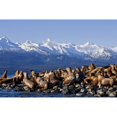 thumbnail image 1 of Steller Sea Lions Haul Out On A Small Island In Lynn Canal. Fall In Southeast Alaska. Poster Print, 1 of 3