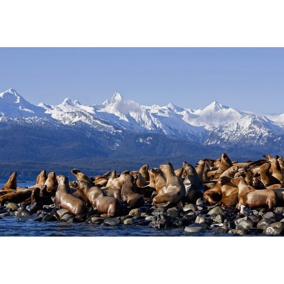 Steller Sea Lions Haul Out On A Small Island In Lynn Canal. Fall In Southeast Alaska. Poster Print