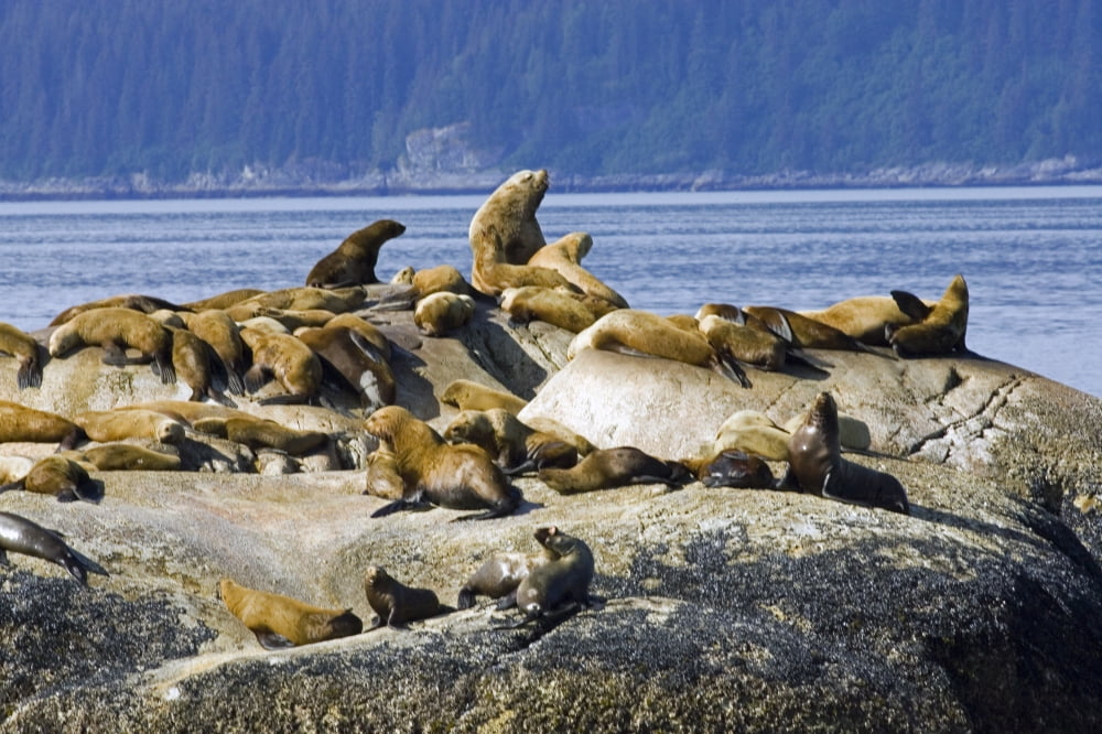 Steller Sea Lions On Haulout South Marble Island Glacier Bay National Park Southeast Alaska Summer Canvas Art - Don Pitcher Design Pics (17 x 11)