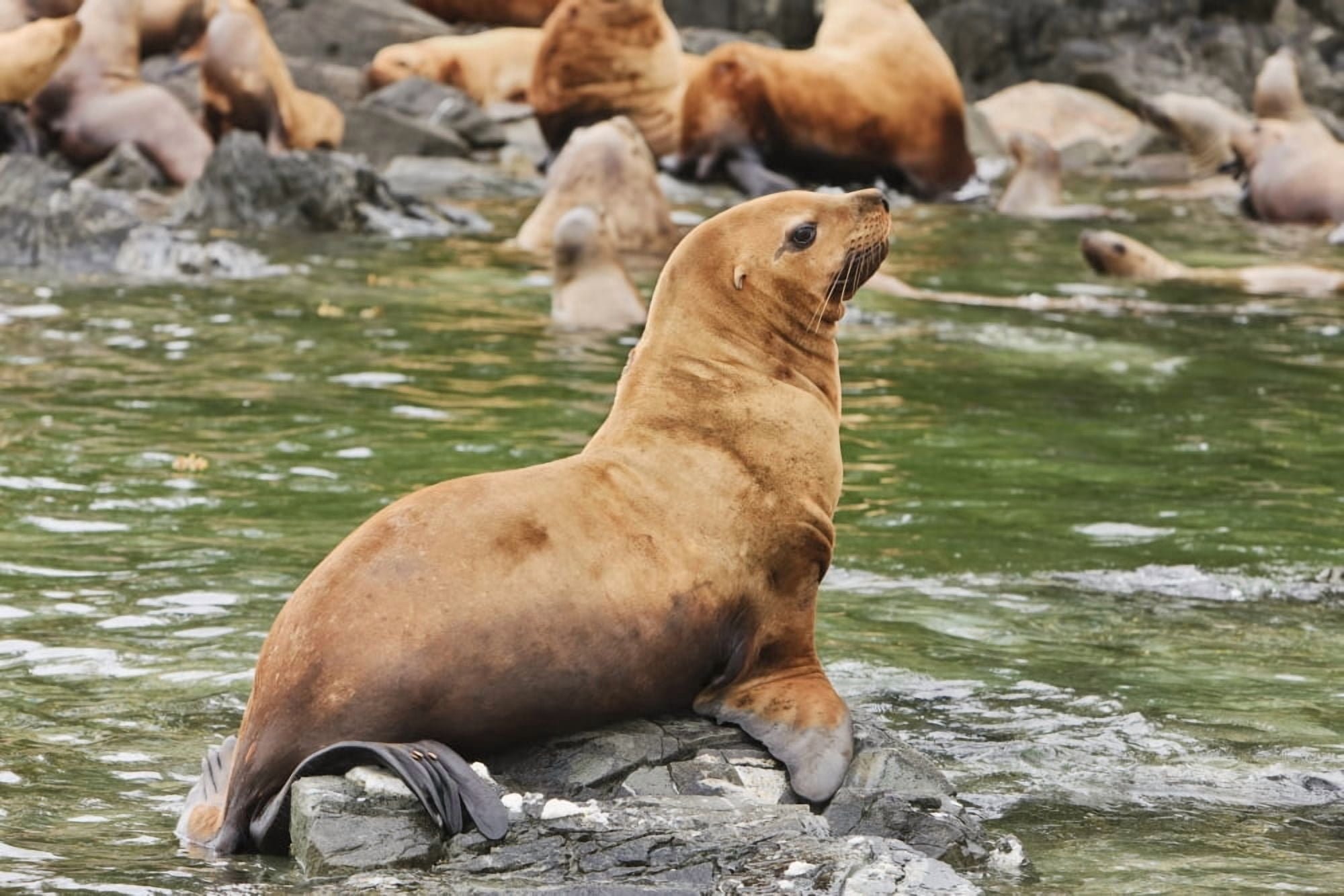 Steller Sea Lions Resting In A Rookery On Sail Island In Frederick Sound In The Inside Passage Of Southeast Alaska Summer Canvas Art - Ray Bulson Design Pics (19 x 12)