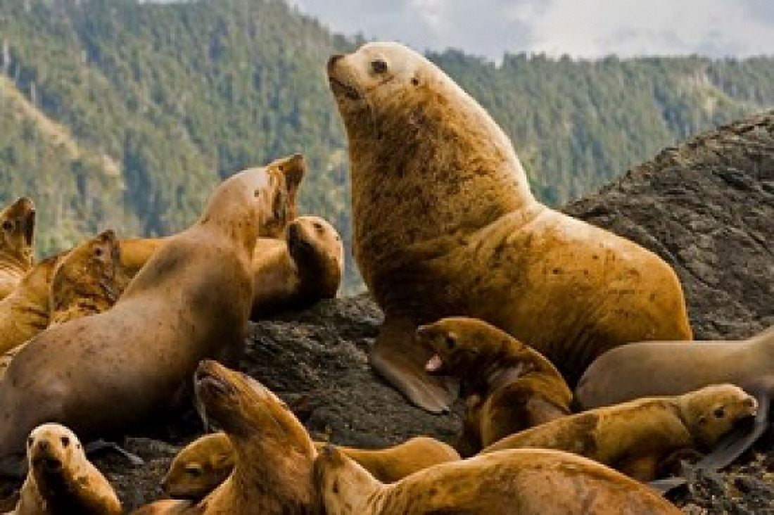 Steller sea lion Queen Charlottes British Columbia Canvas Art - Paul Colangelo DanitaDelimont (26 x 17)