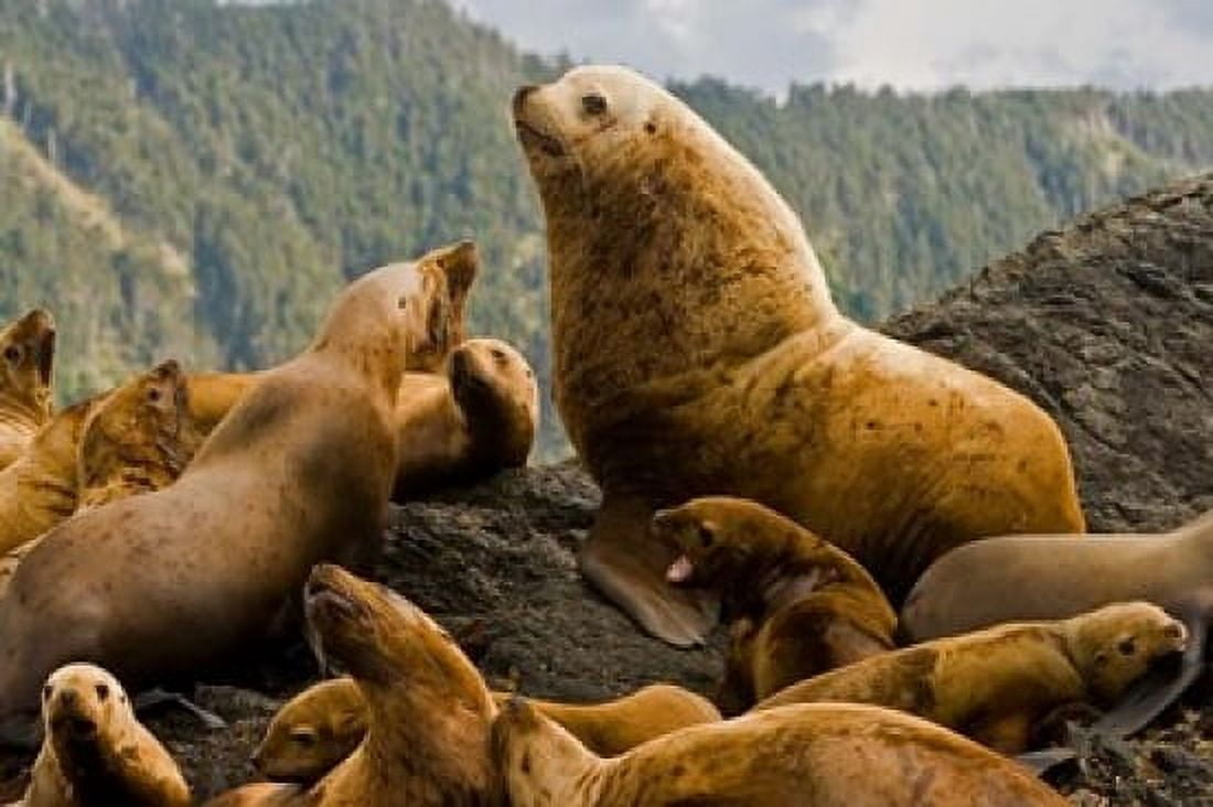 Steller sea lion Queen Charlottes British Columbia Canvas Art - Paul Colangelo DanitaDelimont (36 x 24)