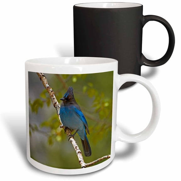 3drose, Stellers Jay, Sierra, California, Usa, 11oz Magic Transforming Mug
