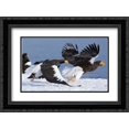 thumbnail image 1 of Stellers Sea Eagle chasing away another adult, Kamchatka, Russia 2x Matted 24x18 Black Ornate Framed Art Print by Gorshkov, Sergey, 1 of 2