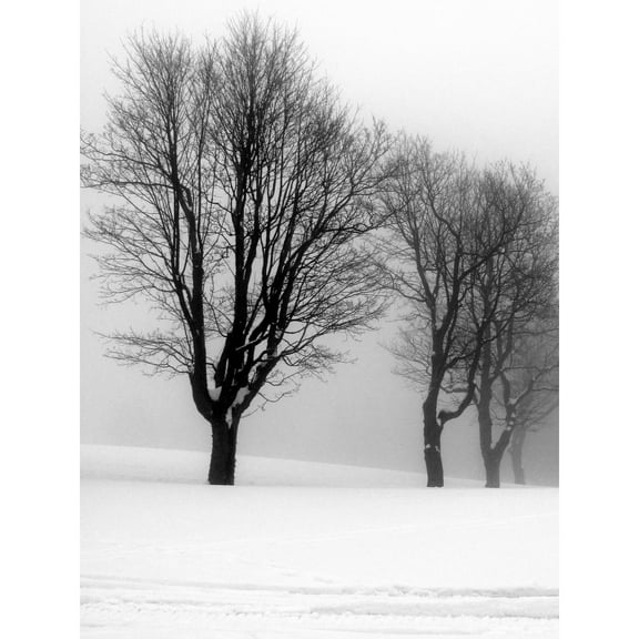 Stemberovi Trees Winter Mist Black White Photo Extra Large XL Wall Art Poster Print