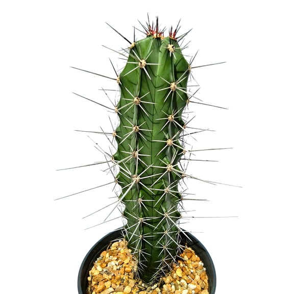 Stenocereus chacalapensis
