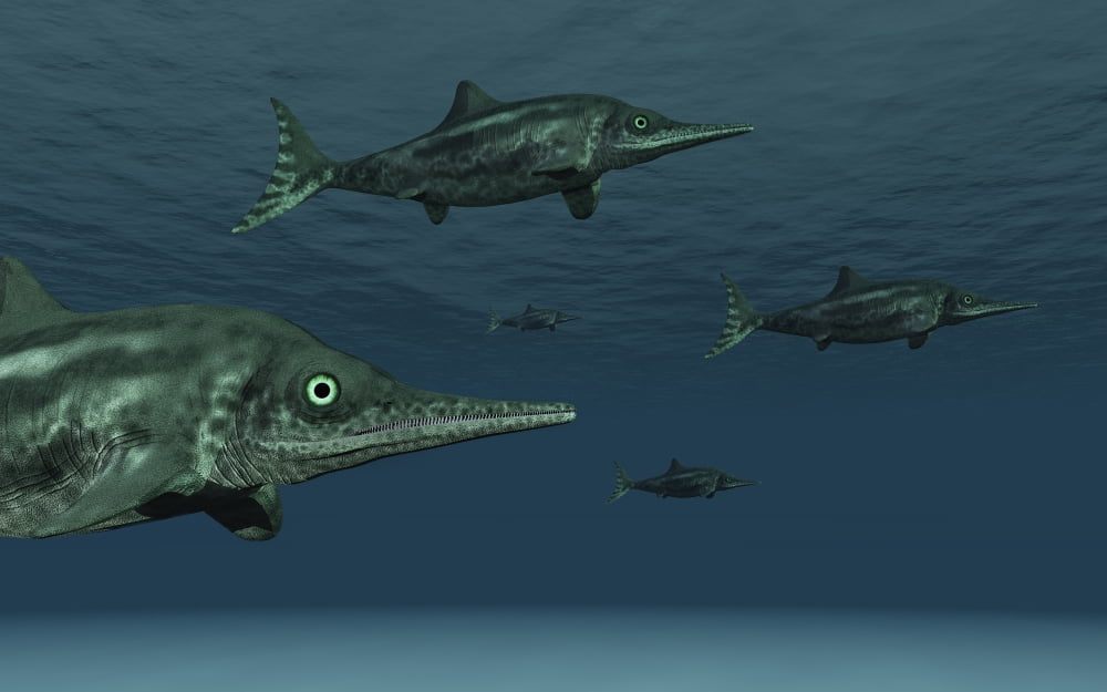 Stenopterygius ichthyosaurs swimming underwater Canvas Art - Mark StevensonStocktrek Images (36 x 23)