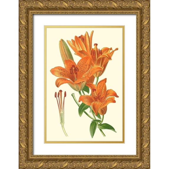 Step, Edward 23x32 Gold Ornate Wood Framed with Double Matting Museum Art Print Titled - Striking Lilies II