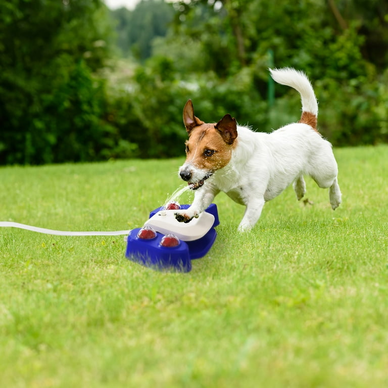 Outdoor dog water dispenser outlet