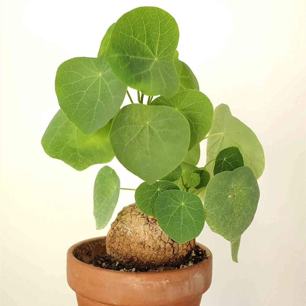 Bulbo Di Stephania Erecta - Pianta Viva, Perenne, Per Bonsai