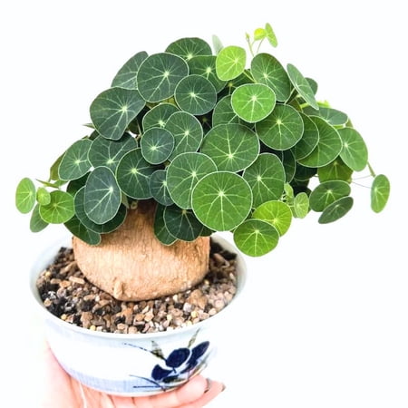 Stephania Cephalantha Live Plant, 2-2.5" Caudex with Sprouts, Rare Hardy Caudex Succulent Houseplant for Indoor Growing and Home Décor