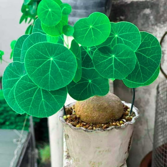 Stephania Cephalantha Plant Caudex, Rare Succulent with No Hair, Only Roots, Already Sprouts, 2-2.5 Inch Wide Caudex for Planting,Home Decor, Houseplant, Cold Hardy