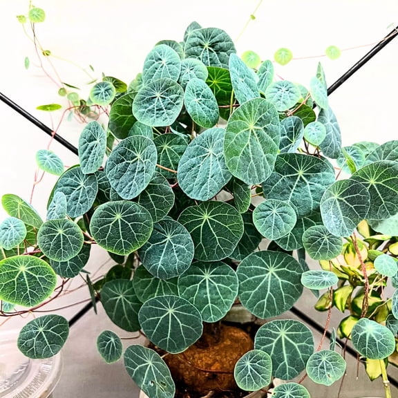 Stephania Cepharantha Live Plant, Rare Caudex Plant from 4 to 7 inches Tall in 3.5 inch Pot for Houseplant