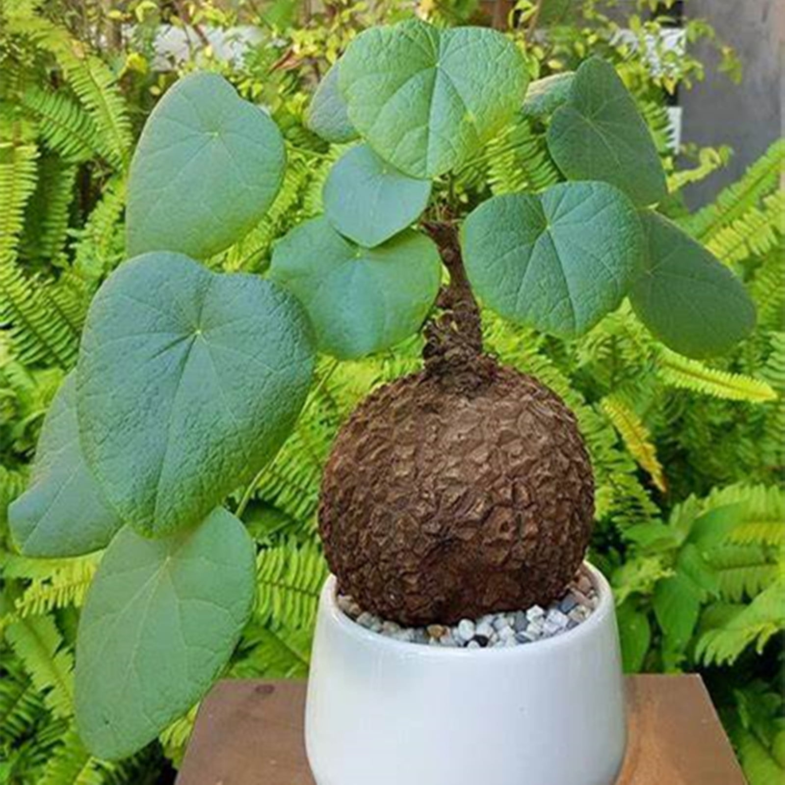 Stephania Erecta Bulbs, Perennial Plants,Stephania Plant ,Stephania