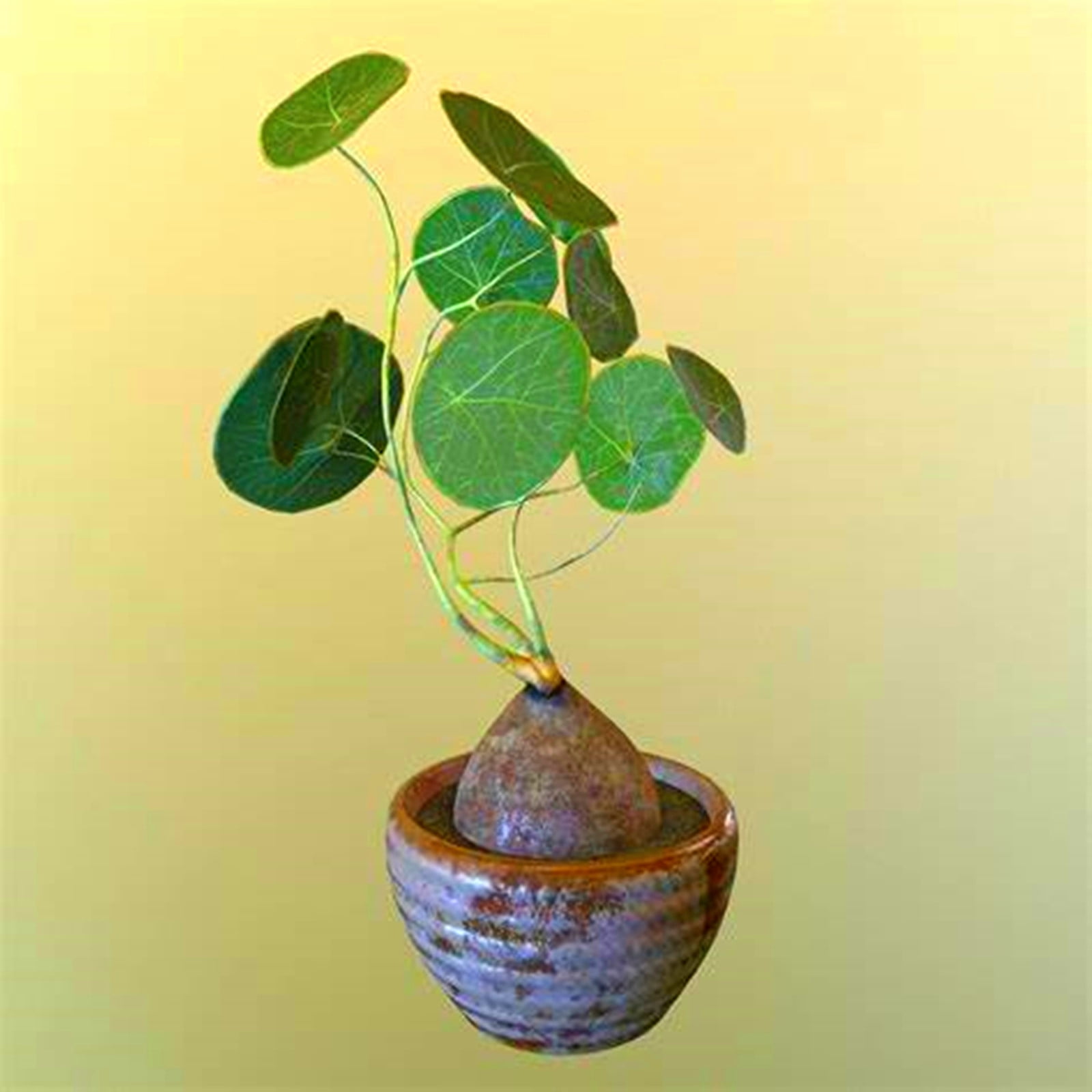 Stephania Erecta Bulbs, Pilea Peperomioides,Perennial Plants,Stephania