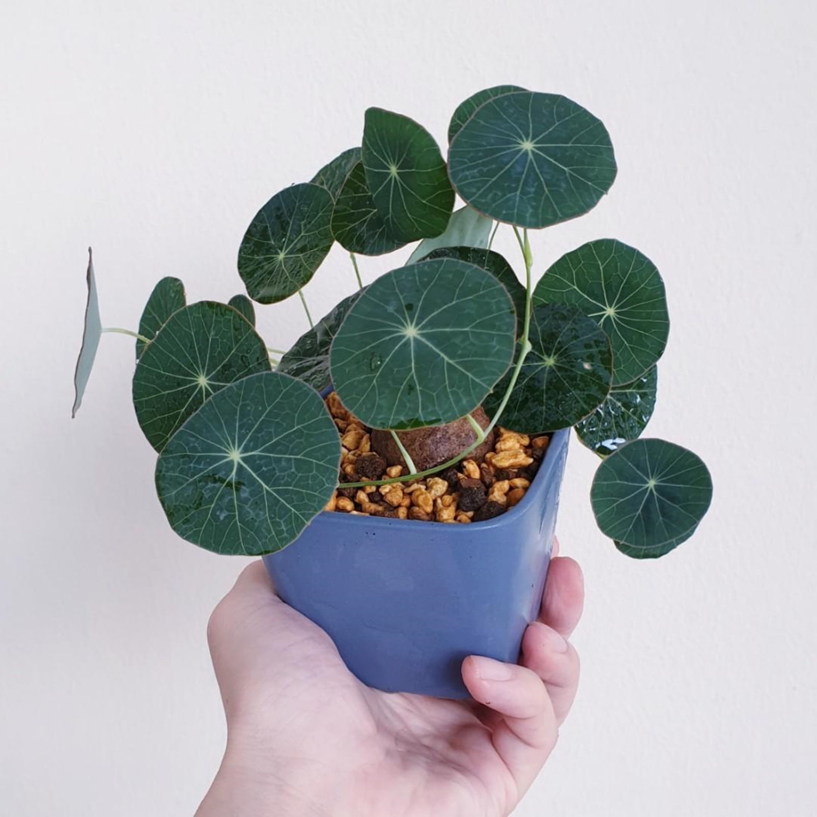 Stephania Erecta Bulbs, Pilea Peperomioides,Perennial Plants,Stephania
