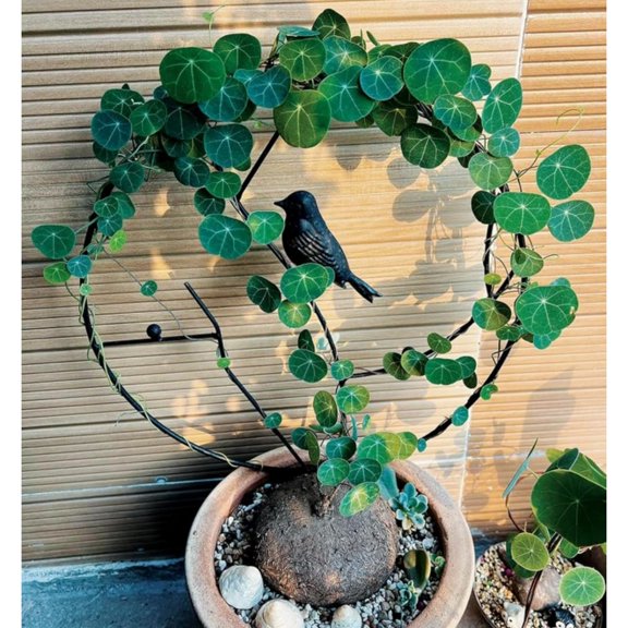 Stephania Erecta -Plants For Planting-Ornamental-Perennial-Premium Garden Stakes-Elegance Decoration (Non-Artificial)