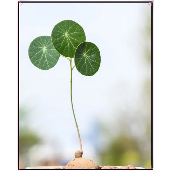 Stephania Erecta for Planting-(Non-Artificial)-Easy to Grow & Quick Plantable in all four seasons