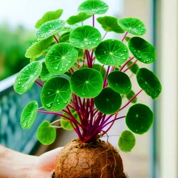 Stephania erecta-Bulbs-for-Planting-Stephania erecta-Bulbs-Bulk - Garden Stake for Outdoor Decoration, Fresh Natural Accent for Patio and Walkways