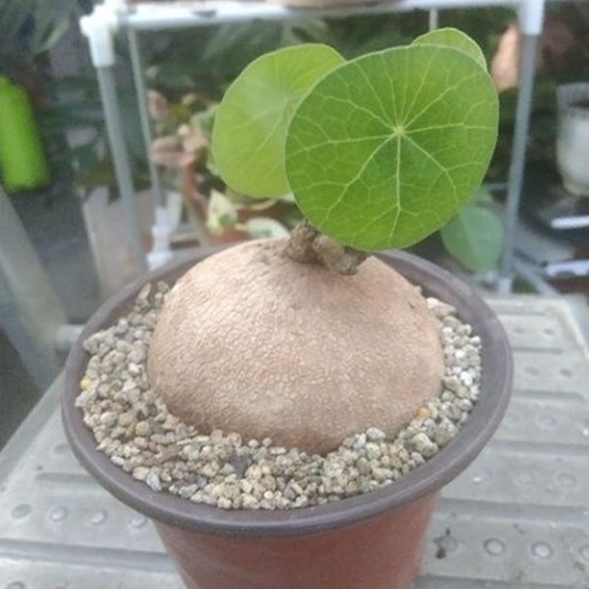 Stephania erecta bulb for sale , Stephania Planting Professional