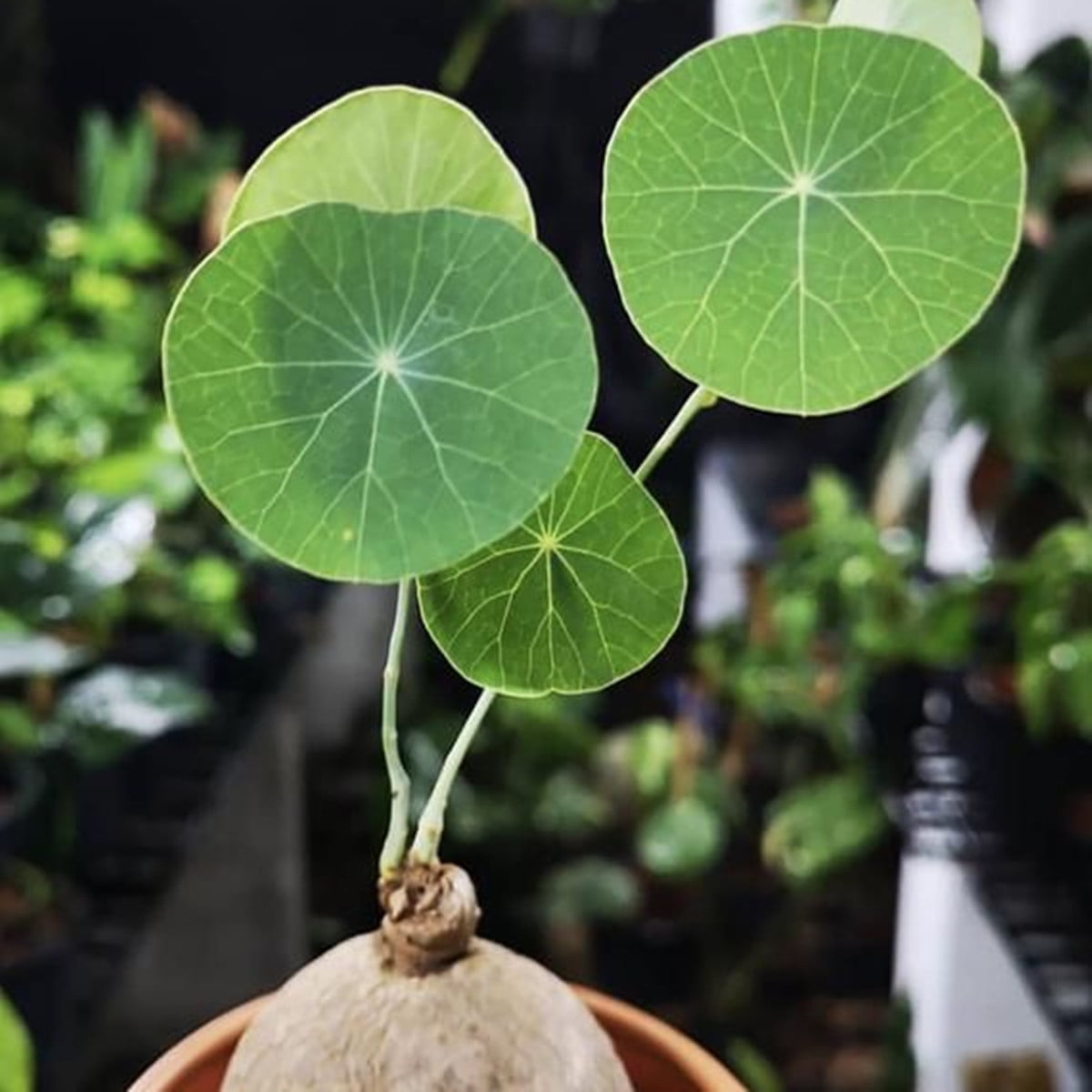 Stephania erecta bulb for sale , Stephania Planting Professional