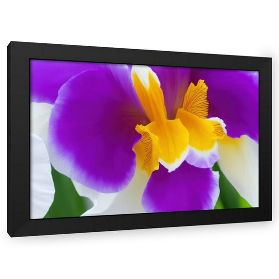 Stephen Chambers 24x17 Black Modern Wood Framed Wall Art Titled - Flower29