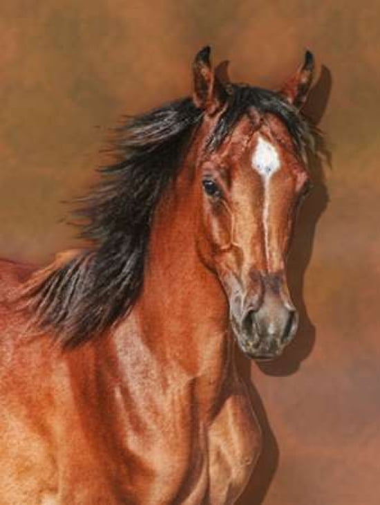 Stephs Filly Canvas Art - Kari Brooks (18 x 24)
