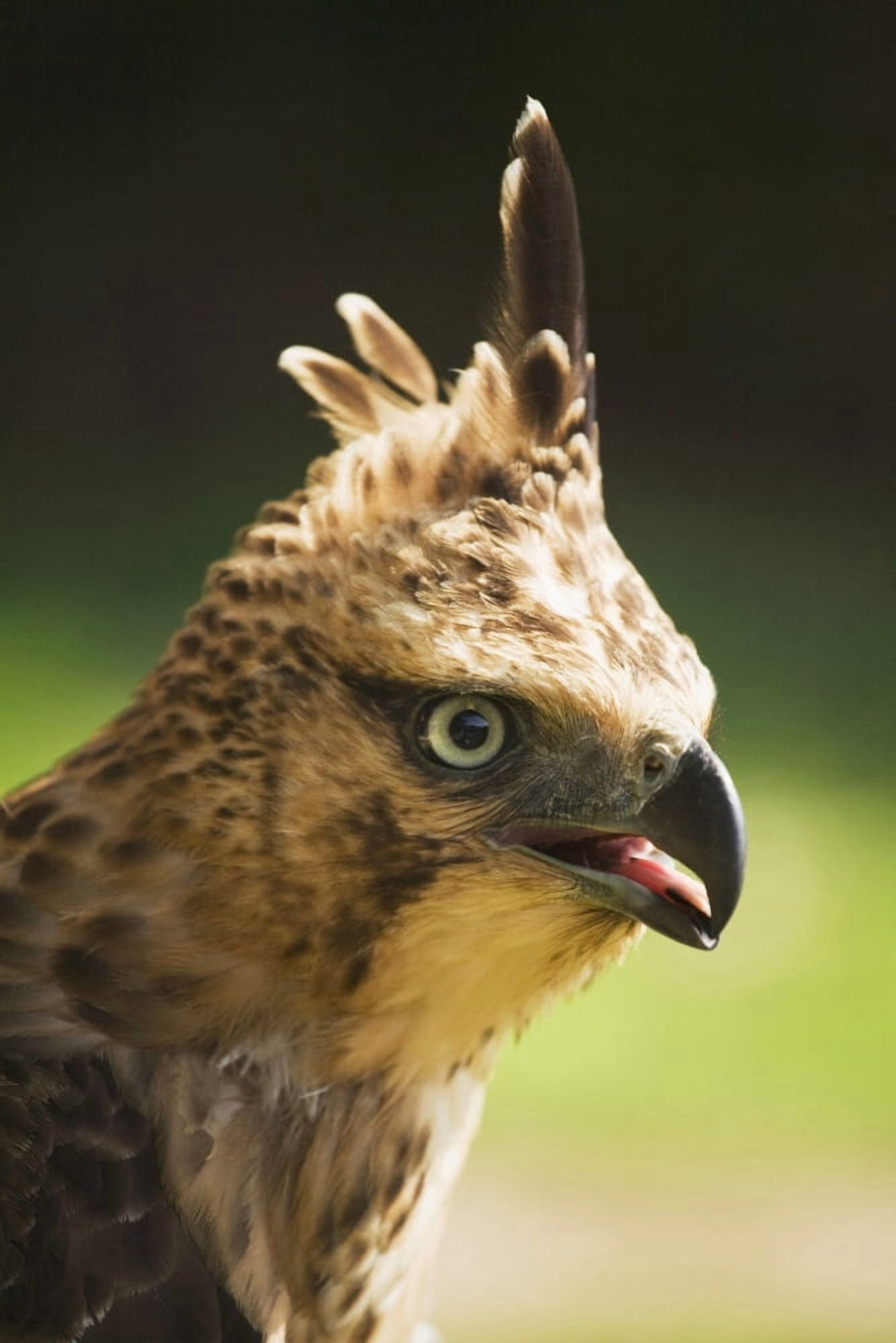 Steppe Eagle (Aquila Nipalensis) Pokhara Nepal Canvas Art - Sean White Design Pics (24 x 38)