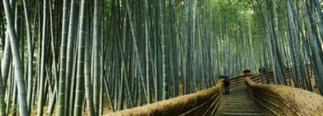 Stepped walkway passing through a bamboo forest Arashiyama Kyoto Prefecture Kinki Region Honshu Japan Canvas Art - Panoramic Images (18 x 7)