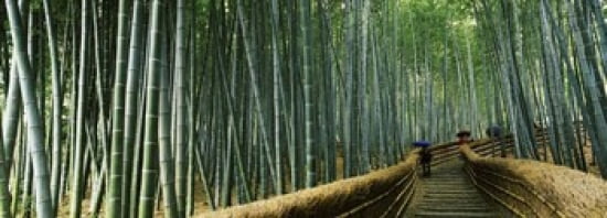 Stepped walkway passing through a bamboo forest Arashiyama Kyoto Prefecture Kinki Region Honshu Japan Canvas Art - Panoramic Images (36 x 13)