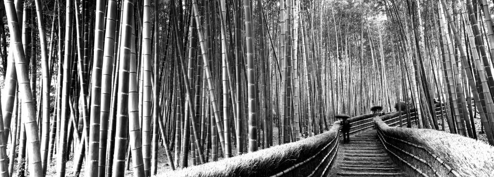 Stepped walkway passing through a bamboo forest Arashiyama Kyoto Prefecture Kinki Region Honshu Japan Canvas Art - Panoramic Images (7 x 18)