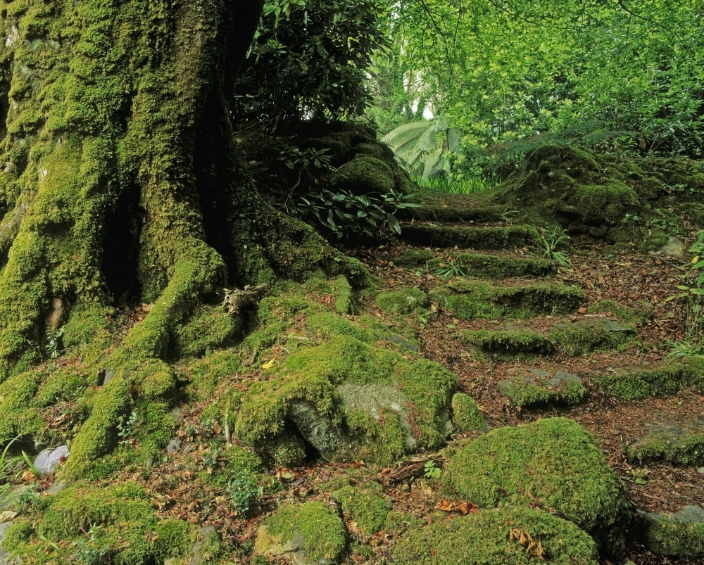 Steps In The Wild Garden Galnleam House Co Kerry Ireland Canvas Art - The Irish Image Collection Design Pics (30 x 24)