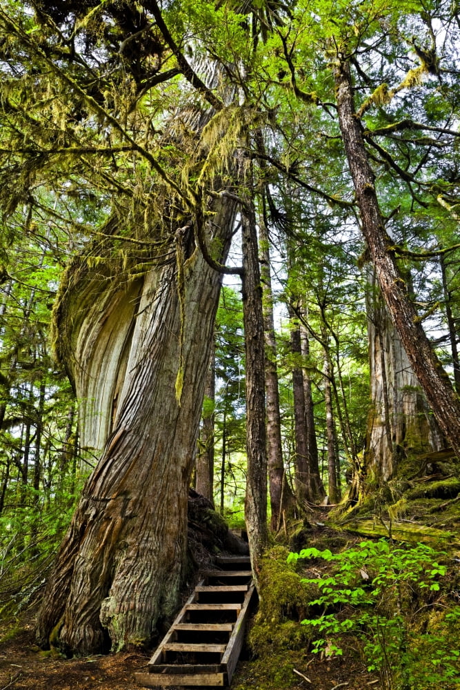 Steps Lead Past A Moss Draped Twisting Tree Along Lunch Falls Loop Trail Settlers Cove State Recreational Site Ketchikan Southeast Alaska Summer Canvas Art - Sunny Awazuhara- Reed Design Pics (12 x 1