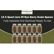Sterilized Rye Berry Grain Spawn - 12 Pack of Quart Jars