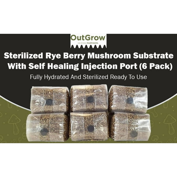 Sterilized Rye Berry Mushroom Substrate with Self Healing Injection Port (6)