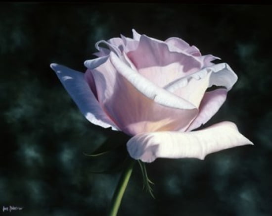 Sterling Canvas Art - Jenny Stewart (20 x 16)